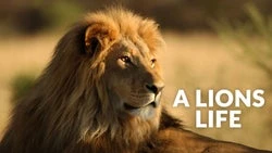 A Lions Life
