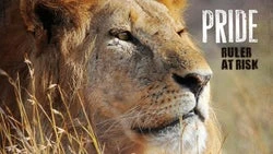 Big Cats of the Serengeti