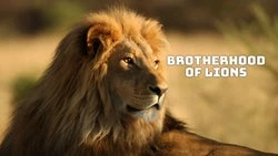 Brotherhood of Lions
