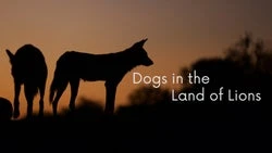 Dogs In The Land Of Lions