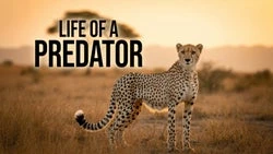 Life Of A Predator