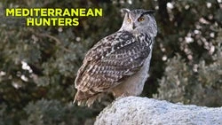 Mediterranean Hunters