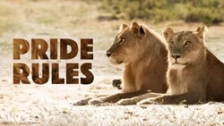 Pride Rules