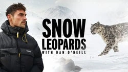 Snow Leopards with Dan O'Neill