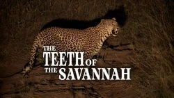 The Teeth of the Savannah