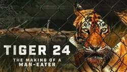 Tiger 24