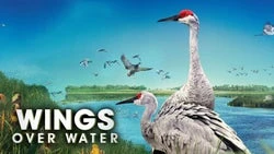 Wings Over Water
