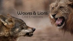 Wolves & Lions: Old Enemies