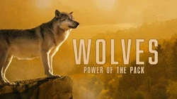Wolves: Power of the Pack