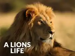 A Lions Life