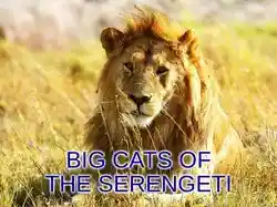 Big Cats of the Serengeti