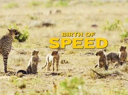 Birth Of Speed