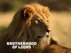 Brotherhood of Lions
