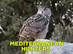 Mediterranean Hunters
