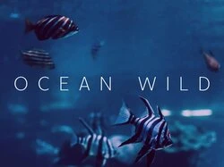 Ocean Wild
