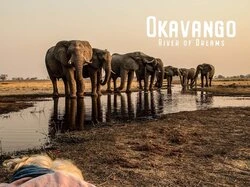 Okavango: River of Dreams