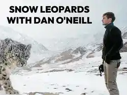 Snow Leopards with Dan O'Neill