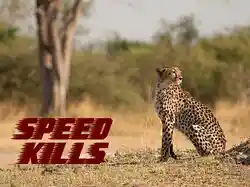 Speed Kills