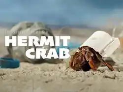 The Secret Life Of The Hermit Crab