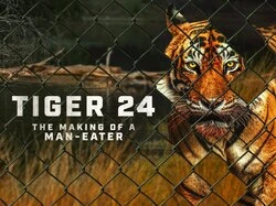 Tiger 24