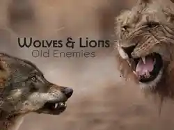 Wolves & Lions: Old Enemies
