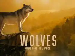 Wolves: Power of the Pack