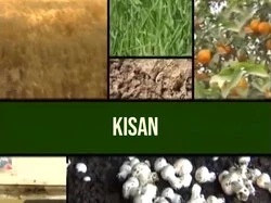 Kisan