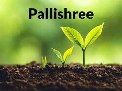 Pallishree