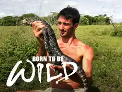Born to be Wild
