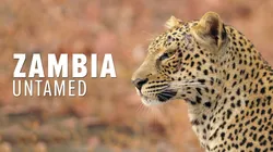 Zambia Untamed