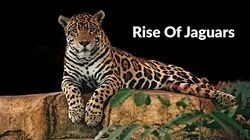 Rise Of Jaguars