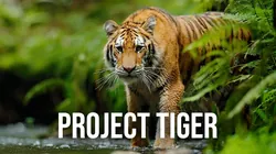 Project Tiger