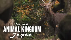 The new animal kingdom Japan