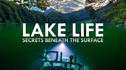 Lake Life: Secrets Beneath the Surface