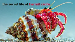 The Secret Life Of The Hermit Crab