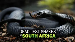 Deadliest South Africa