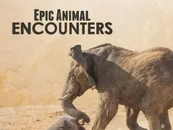 Epic Animal Encounters