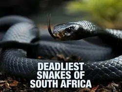 Deadliest Snakes of South Africa