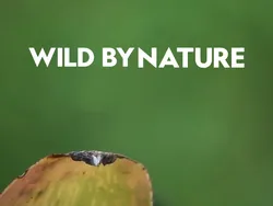 Wild By Nature