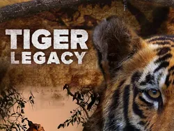 Tiger Legacy
