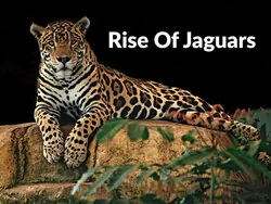 Rise Of Jaguars
