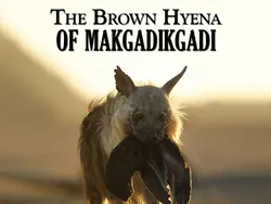 The Brown Hyena of Makgadikgadi