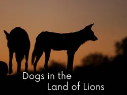 Dogs In The Land Of Lions