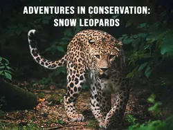 Adventures in Conservation: Snow Leopards