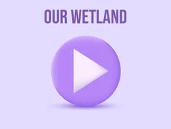 Our Wetland