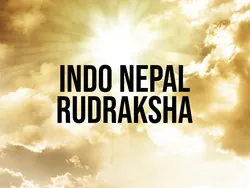 Indo Nepal Rudraksha
